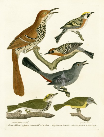 orinthology-birds